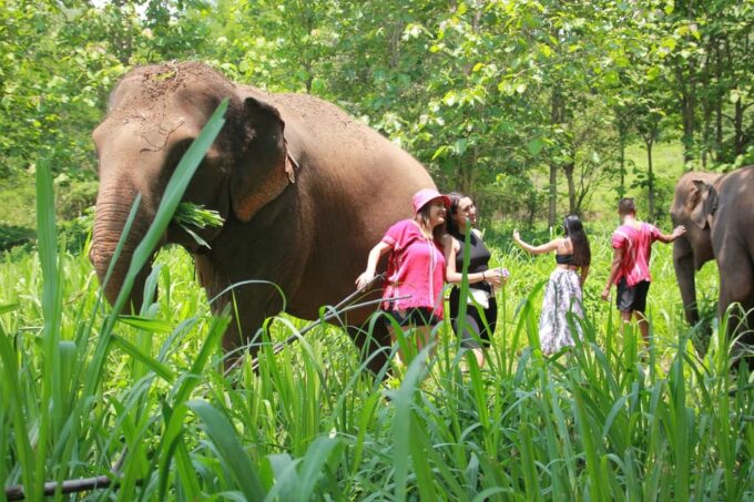 Chiang Mai: Full Day Elephant Eco Park Tour + Bamboo Rafting - Pricing and Duration