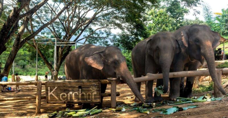 Chiang Mai: Full-Day Kerchor Elephant Eco Park Tour & Trek - Inclusions and Exclusions
