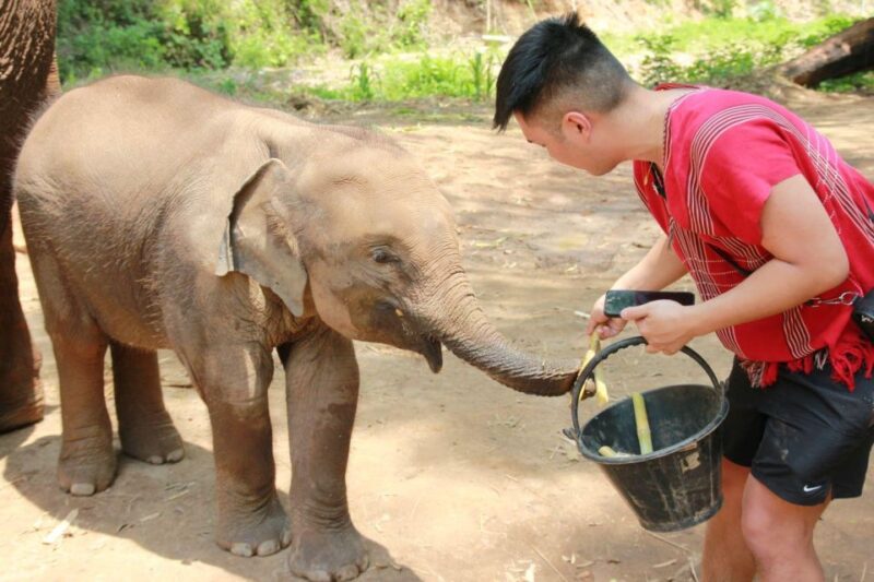 Chiang Mai: Full-Day Kerchor Elephant Eco Park Tour & Trek - Important Information for Guests