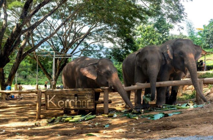 Chiang Mai: Full-Day Kerchor Elephant Eco Park Tour & Trek - Transportation Options and Comfort