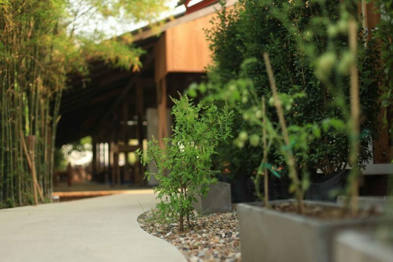 Chiang Mai: HALF-DAY COOKING COURSE at a Thai Cooking Farm - The Sum Up