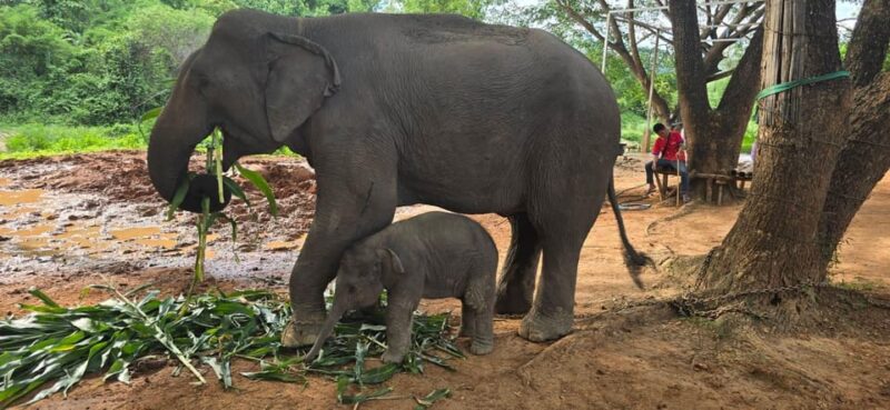 Chiang Mai: Half Day Elephant Eco Park Tour - Pickup Details