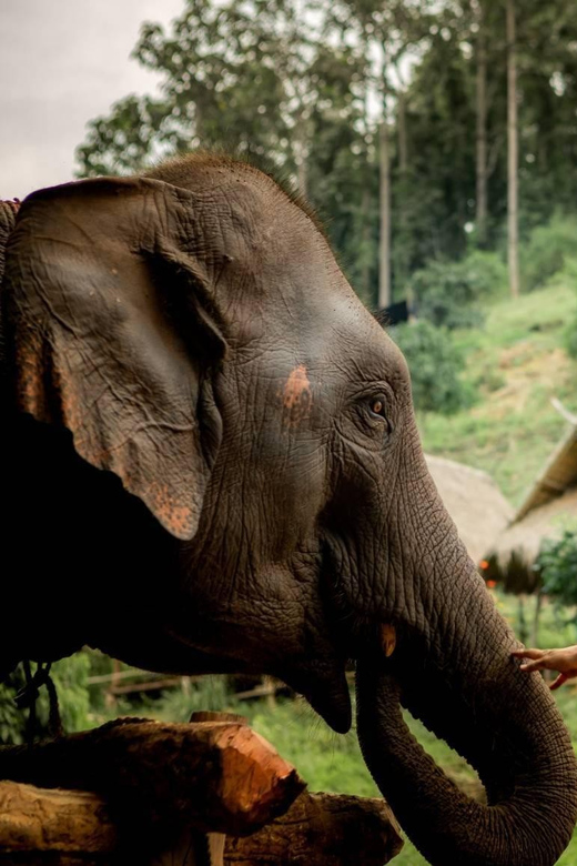 Chiang Mai: Half Day Elephant Eco Park Tour - Highlights