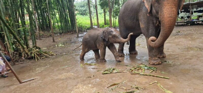 Chiang Mai: Half Day Elephant Eco Park Tour - Important Information
