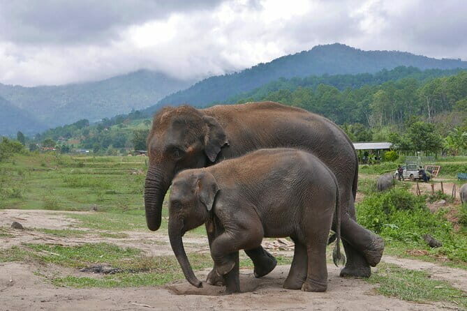 Chiang Mai Half Day Elephant Sanctuary Observation and Waterfall - The Sum Up