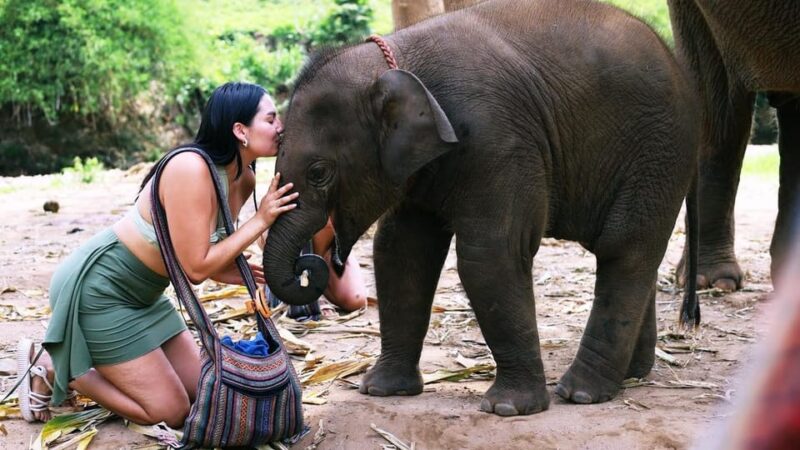 Chiang Mai: Half Day Living Green Elephant Sanctuary - Inclusions and Restrictions