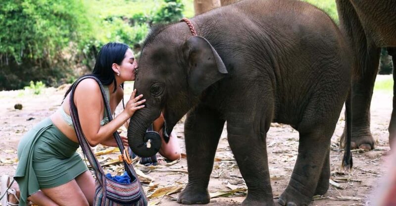 Chiang Mai: Half Day Living Green Elephant Sanctuary - Pickup and Drop-off Details