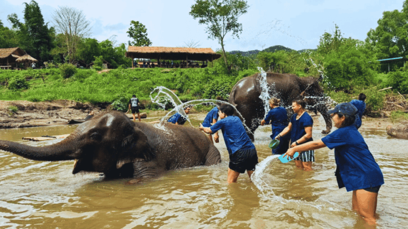 Chiang Mai: Half Day Living Green Elephant Sanctuary - Duration and Live Tour Guide