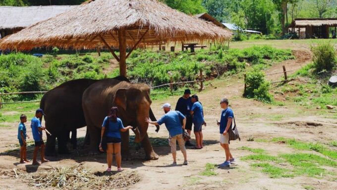 Chiang Mai: Half Day Living Green Elephant Sanctuary - Free Cancellation and Payment