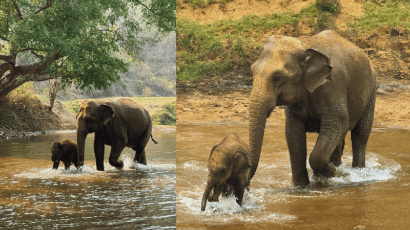 Chiang Mai: Half Day Walking With Giant Elephants - Itinerary Highlights