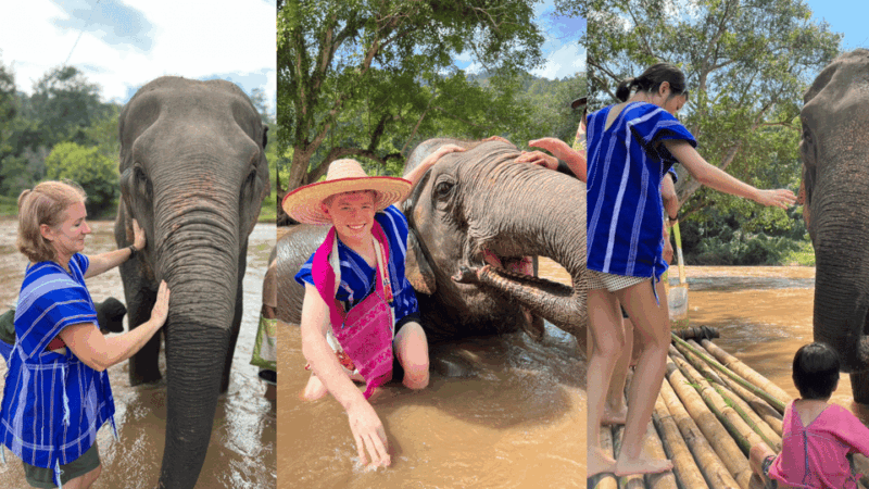Chiang Mai: Half Day Walking With Giant Elephants - Pickup and Drop-off Details