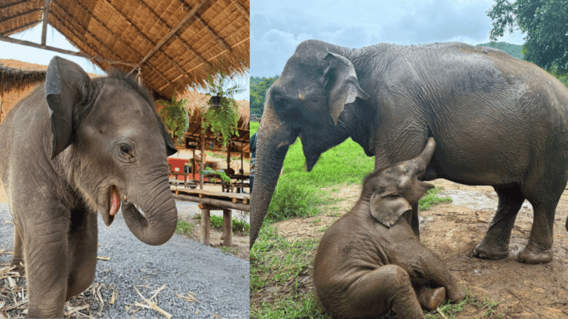 Chiang Mai: Half Day Walking With Giant Elephants - Clothing and Gear Needed