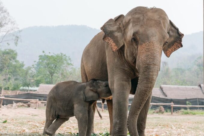 Chiang Mai: Half Day Walking With Giant Elephants - Additional Important Details