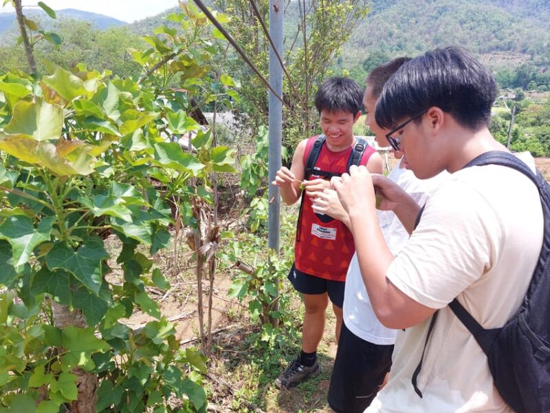 Chiang Mai: Highlight One Day Only Walk 4 Hrs ( Medium) - Activity Description