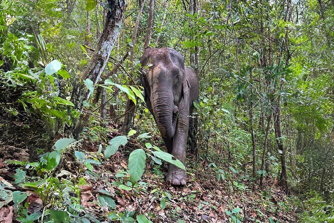 Chiang Mai: Inthanon, Elephant Sanctuary Observation & Waterfall - Key Points