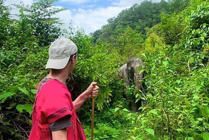 Chiang Mai: Inthanon, Elephant Sanctuary Observation & Waterfall - Joy Elephant Sanctuary — Ethical Encounters with Gentle Giants