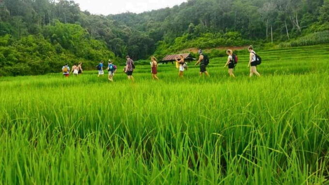 Chiang Mai: Jungle Trek, Hill Tribe & Bamboo Rafting - Customer Feedback