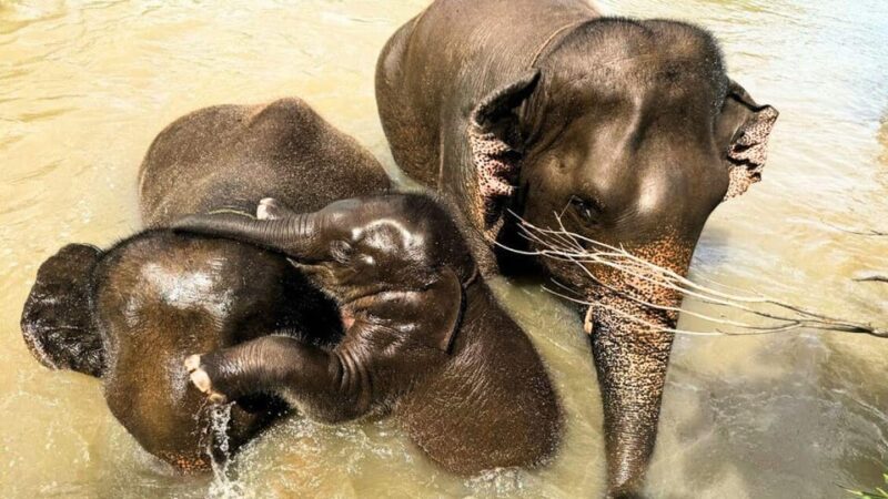 Chiang Mai: Living Green Elephant Sanctuary & Bamboo Rafting - Included Activities and Inclusions