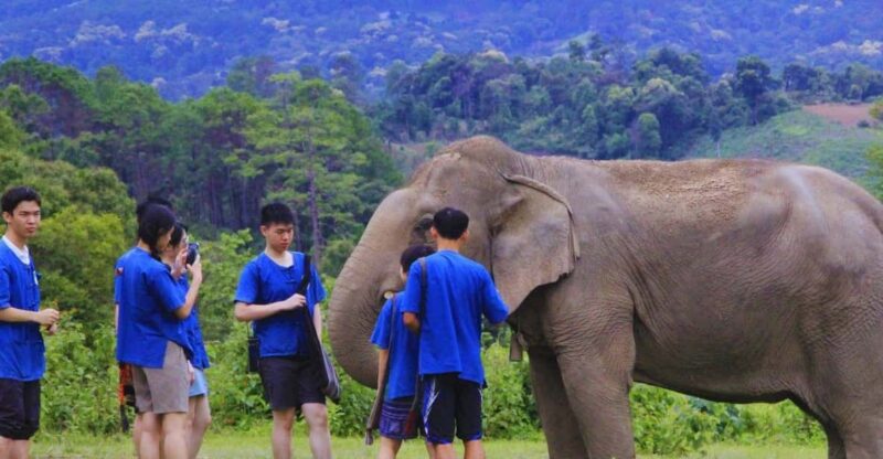 Chiang Mai: Living Green Elephant Sanctuary & Intanon Hiking - Key Points