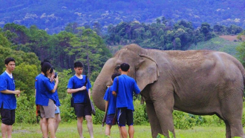 Chiang Mai: Living Green Elephant Sanctuary & Intanon Hiking - Pickup and Drop-off Service