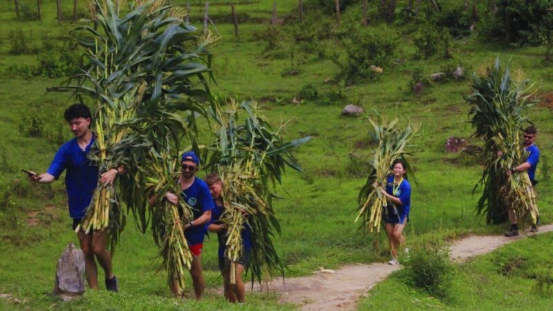 Chiang Mai: Living Green Elephant Sanctuary & Intanon Hiking - Twin Pagodas and Botanical Gardens