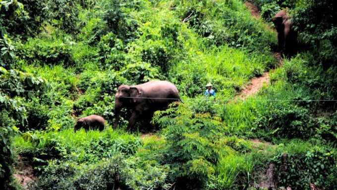 Chiang Mai: Living Green Elephant Sanctuary & Intanon Hiking - Frequently Asked Questions