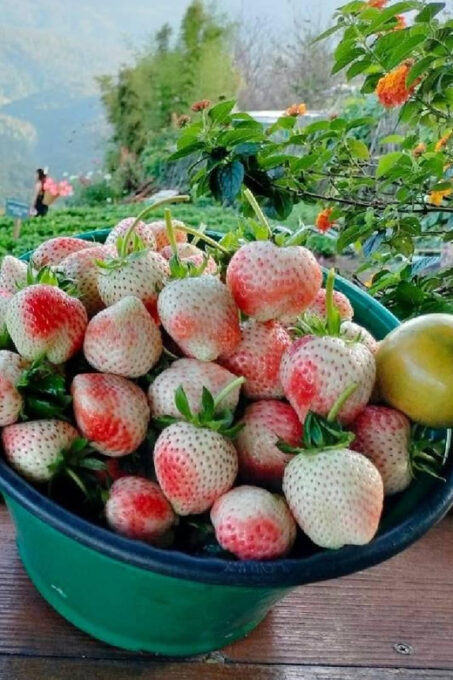 Chiang Mai: Minivan Rental With Driver to Doi Mon Jam - Strawberry Farms and Flower Farms