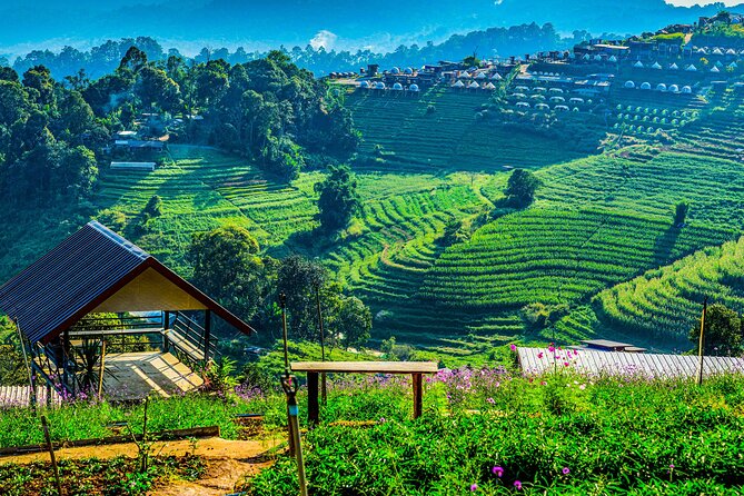 Chiang Mai Mon Jam Highlands and Pongyang Full-Day Private Tour - Discovering Nong Hoi Royal Project