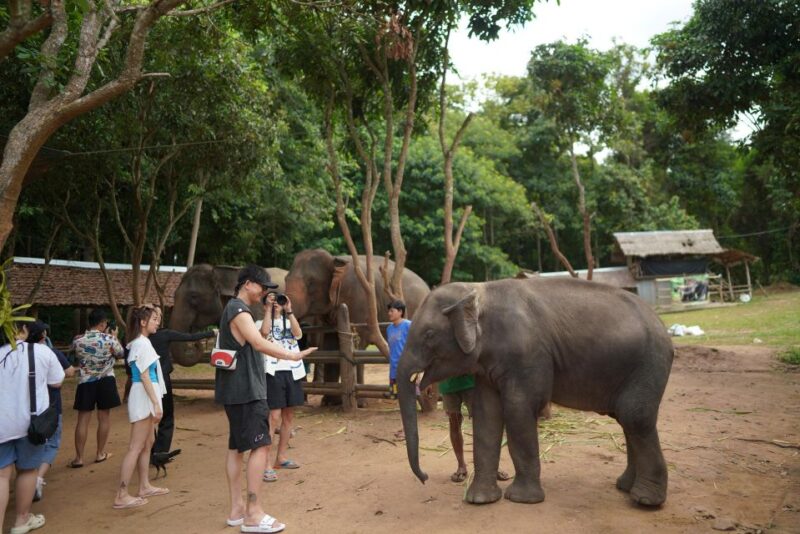 Chiang Mai: National Elephant Care, Rafting, & Ziplines Trip - Bamboo Rafting Option