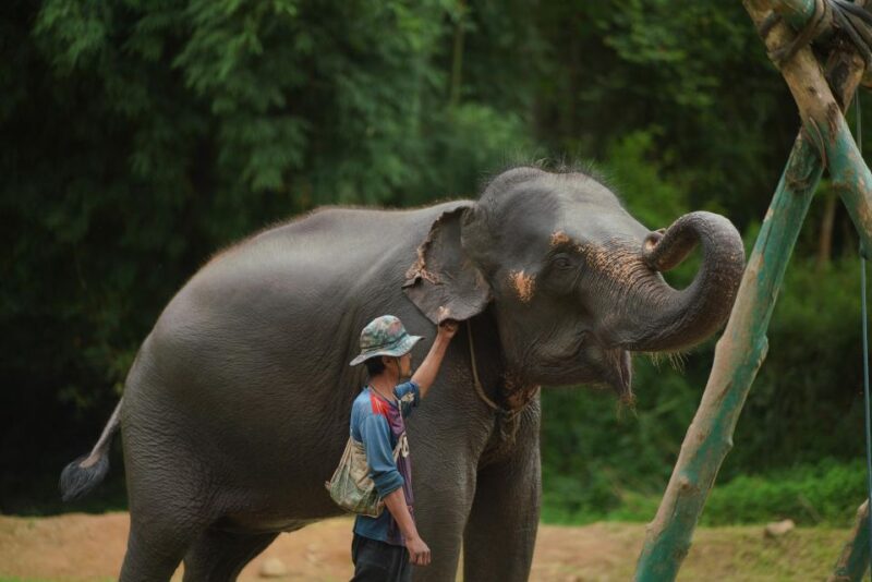 Chiang Mai: National Elephant Care, Rafting, & Ziplines Trip - Important Information