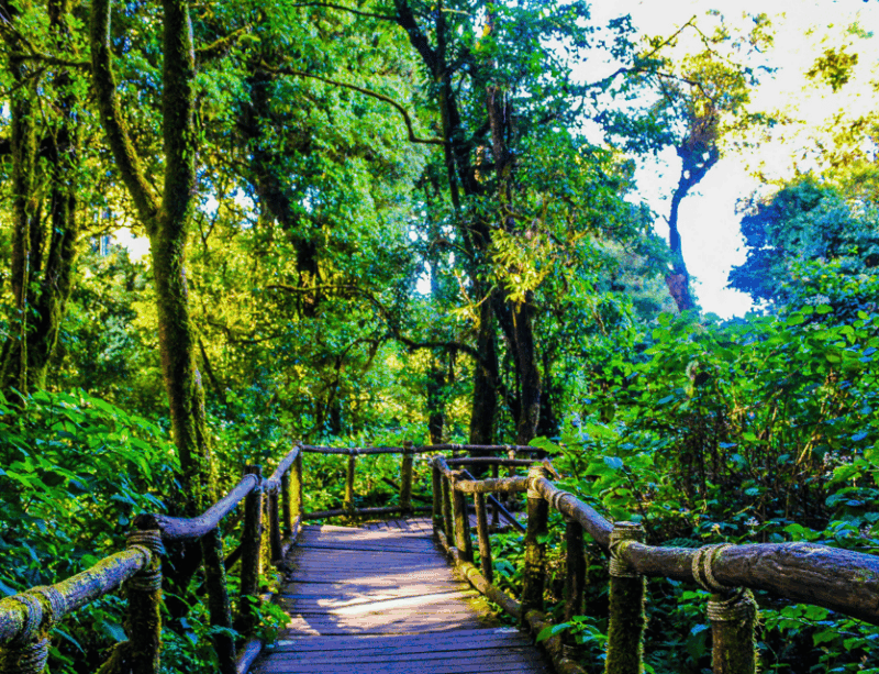 Chiang Mai: Nature Exploration at Doi Inthanon National Park - Admiring the Twin Pagodas