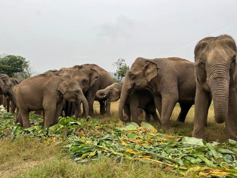Chiang Mai: New Elephant Home Elephant Care Program - Key Points
