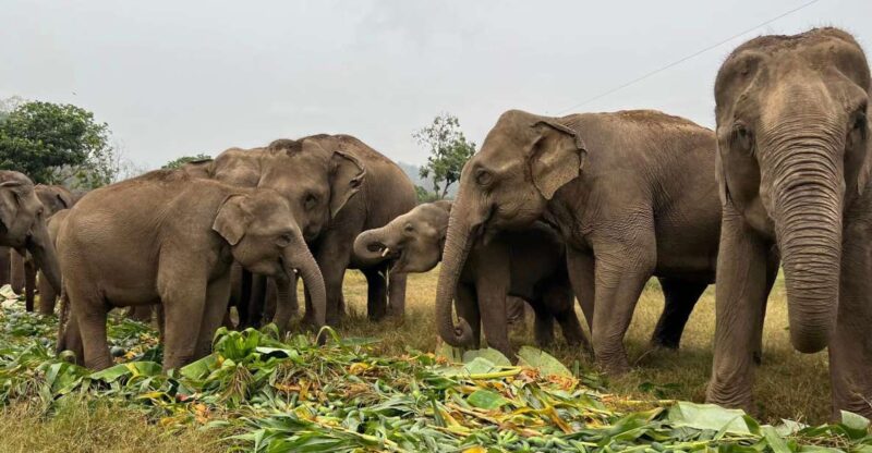 Chiang Mai: New Elephant Home Elephant Care Program - Experience Highlights