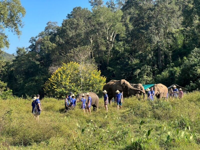 Chiang Mai: New Elephant Home Elephant Care Program - Participant Restrictions