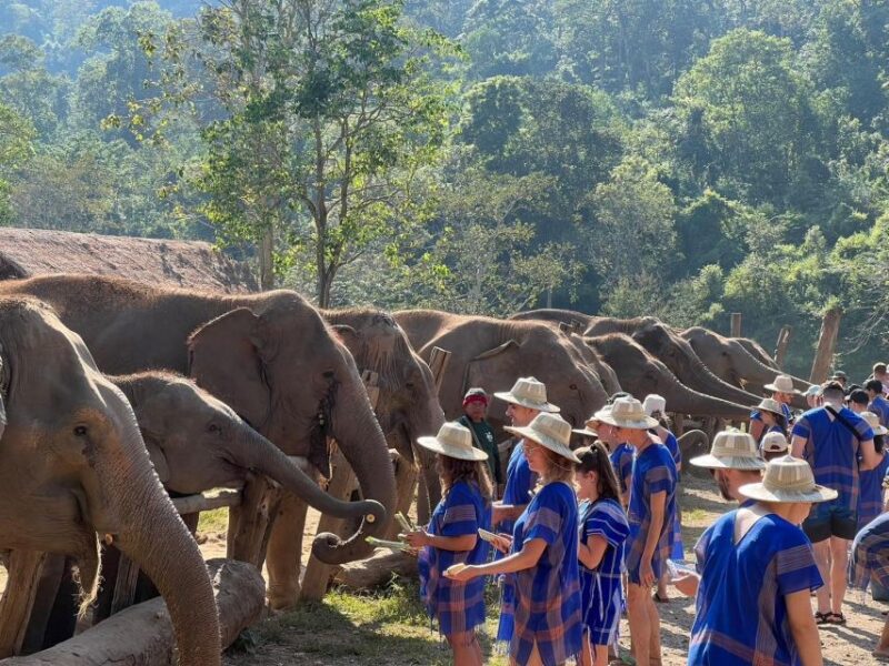 Chiang Mai: New Elephant Home Elephant Care Program - Customer Feedback