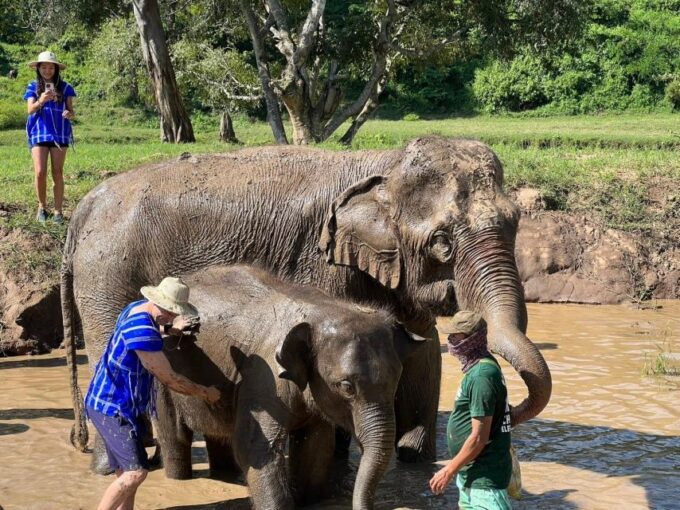 Chiang Mai: New Elephant Home Elephant Care Program - Recap