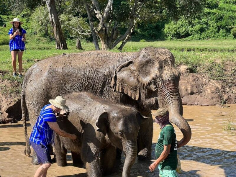 Chiang Mai: New Elephant Home Walking With Giants Tour - Key Points