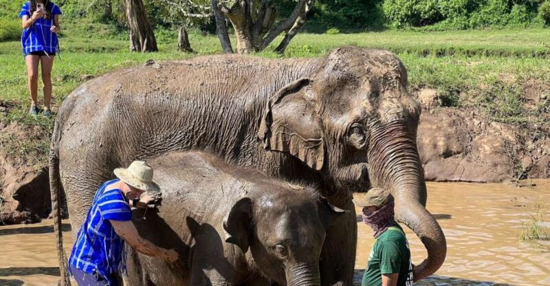 Chiang Mai: New Elephant Home Walking With Giants Tour - Tour Options and Logistics