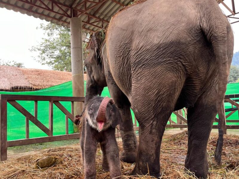Chiang Mai: New Elephant Home Walking With Giants Tour - Inclusions