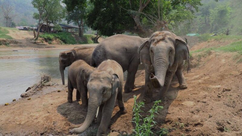 Chiang Mai: New Elephant Home Walking With Giants Tour - Customer Feedback