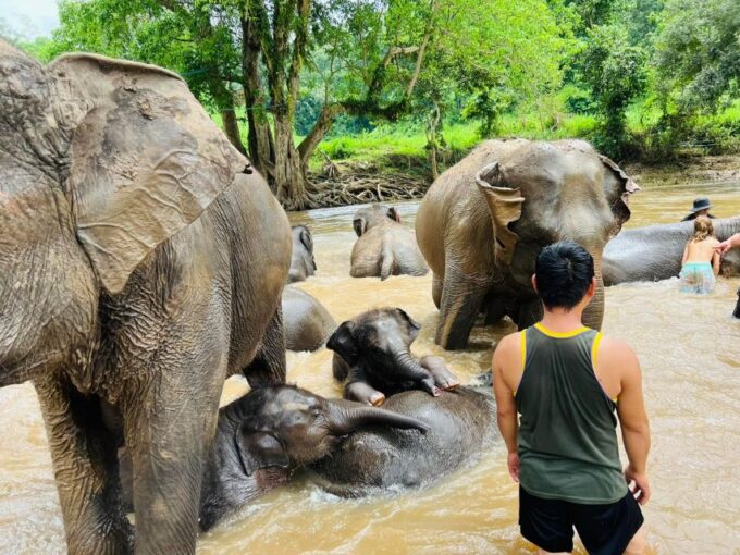 Chiang Mai: New Elephant Home Walking With Giants Tour - Recap