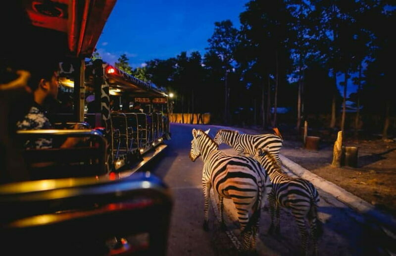 Chiang Mai Night Safari Full Access Ticket & Optional Pickup - The Experience in Detail: What to Expect at Chiang Mai Night Safari