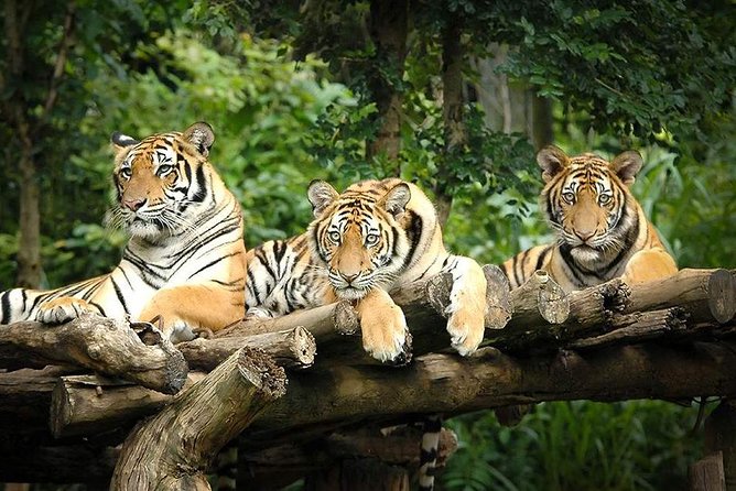 Chiang Mai Night Safari Including Round-Trip Transfer - Admission and Inclusions
