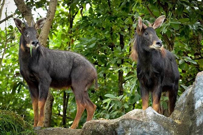 Chiang Mai Night Safari Including Round-Trip Transfer - Additional Considerations