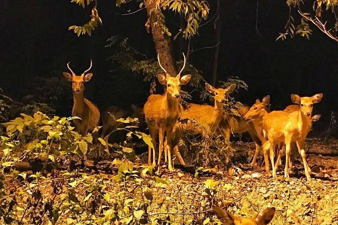 Chiang Mai Night Safari Including Round-Trip Transfer - Visitor Reviews and Feedback