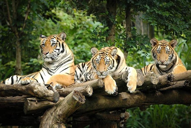 Chiang Mai Night Safari Tour Including Transfer (Minimum 2 Pax) - Meeting and Pickup