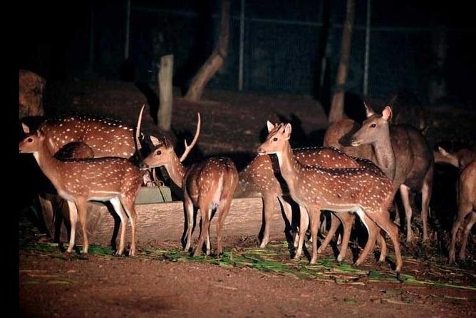 Chiang Mai Night Safari Tour Including Transfer (Minimum 2 Pax) - Reviews and Feedback