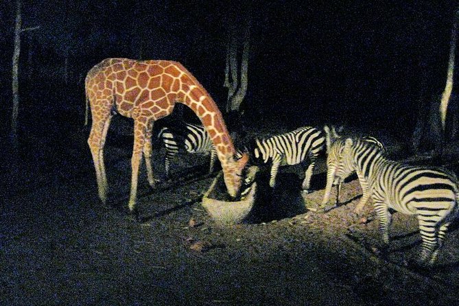 Chiang Mai Night Safari Tour Including Transfer (Minimum 2 Pax) - Additional Information