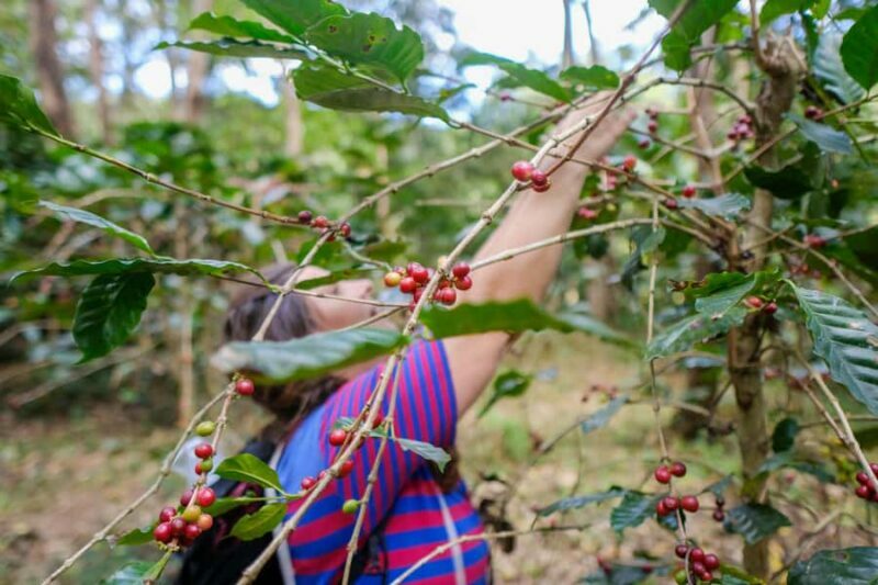 Chiang Mai: Off the Map Jungle Coffee Farm Trek Roast & Brew - Key Points
