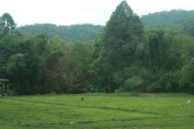 Chiang Mai: One Day Trek to Beautiful Local Village - Elephant Feeding and Bathing